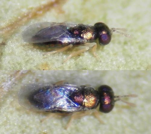 Psyllaephagus pulchellus